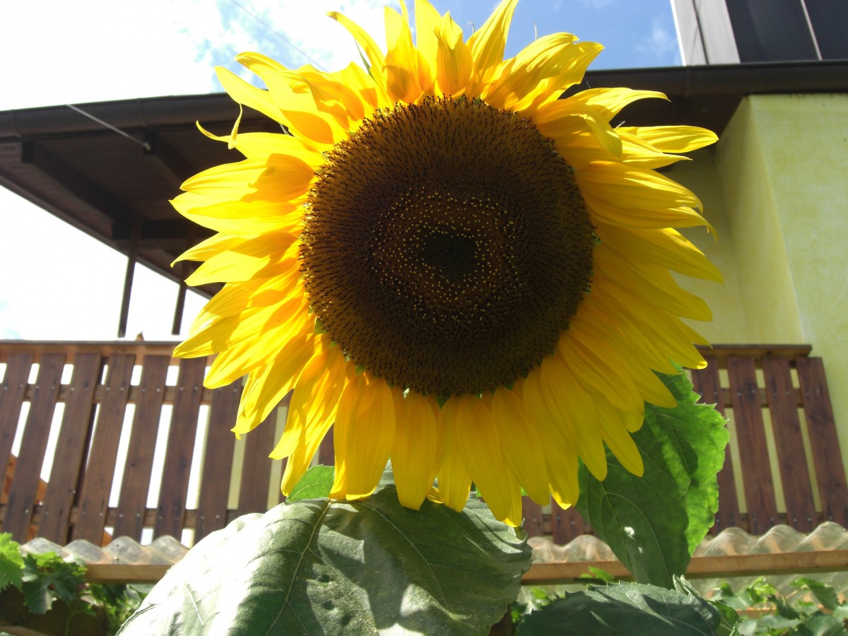 Blüte einer ca. 3 Meter hohen Sonnenblume am 12. August 2013.