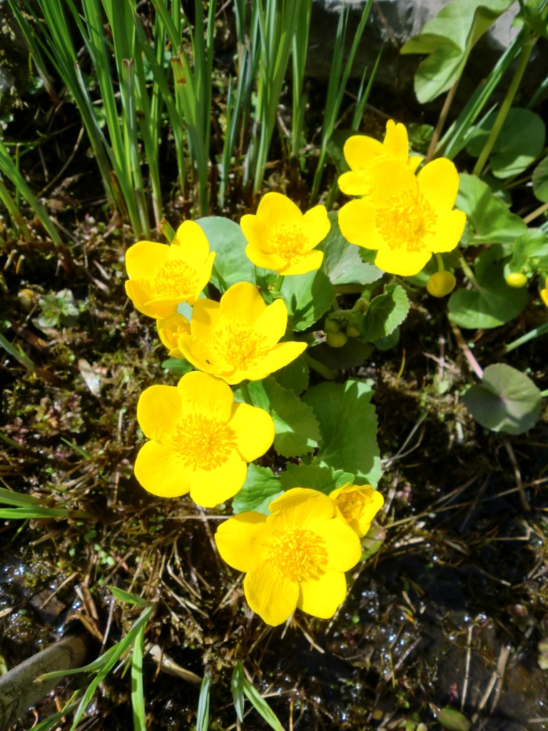 Sumpfdotterblume in voller Blüte am 10. April 2011.
