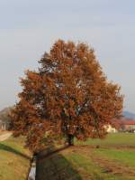 Herbstlich gefärbte Eiche bei Übersee am 18.