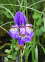 Blüte der  Sibirischen Iris  am 25.