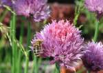 insekten/344008/biene-auf-einer-schnittlauchbluete-am-25 Biene auf einer Schnittlauchblüte am 25. Mai 2014 aufgenommen.