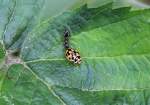 insekten/366276/ein-gelb-schwarzer-marienkaefer-wird-von-einer Ein Gelb-Schwarzer Marienkfer wird von einer Ameise attackiert. Aufgenommen am 18. Mai 2014.