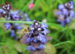 Biene auf der Blte des  Kriechenden Gnsel . Aufgenommen am 3. Mai 2015 im heimischen Garten.