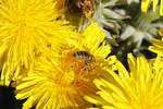Biene voller Bltenstaub auf der Blte eines Lwenzahns am 19.