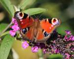 Schmetterlinge/451720/tagpfauenauge-im-heimischen-garten-am-12 Tagpfauenauge im heimischen Garten am 12. September 2015 aufgenommen.