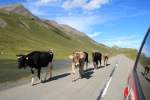 Sonstige/365983/in-der-schweiz-hier-am-albulapass In der Schweiz, hier am Albulapass, wird die Straße auch von Kühen benutzt. Aufgenommen am 17. August 2014.