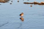 Vogel/409735/diese-weibliche-stockente-am-ufer-des Diese weibliche Stockente am Ufer des Chiemsees, genießt die ersten Sonnenstrahlen. Aufgenommen am morgen des 27. Februar 2015 bei Bernau.