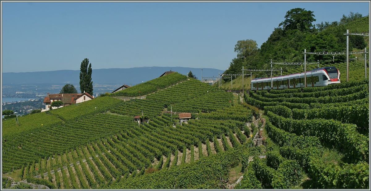 Ein Flirt in den Weinbergen des Lavaux.
18. Juli 2012