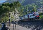 Frühling am Genfersee und als eigentliches Motiv der SBB RABe 511 101 auf dem Weg nach St-Maurice.