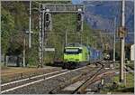 Die BLS Re 465 013 schieb in Preglia einen Container Zug nach. 

31. Ok.t 2024